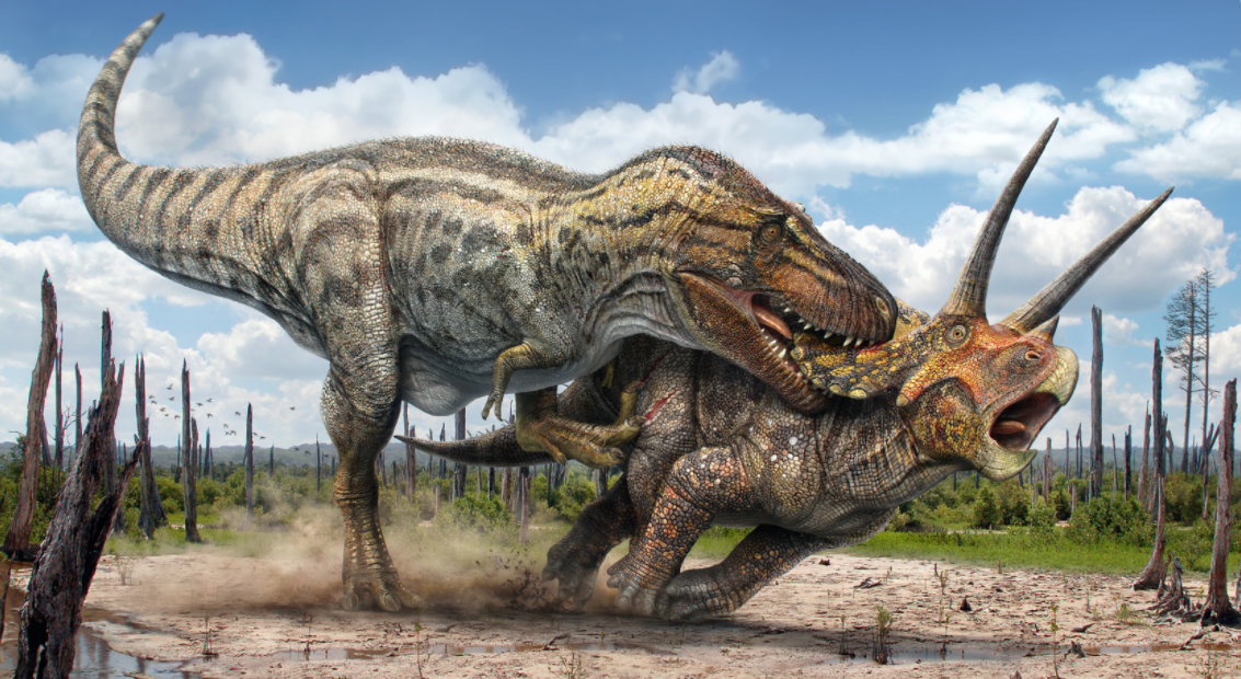 恒星 龙角长达1米！世界上最大三角龙骨架将拍卖，它生前多彪悍？