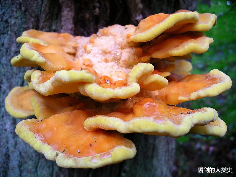 创伤后应激障碍 【地球生物全系列——从单细胞到人类】多孔菌目—多孔菌科（上）