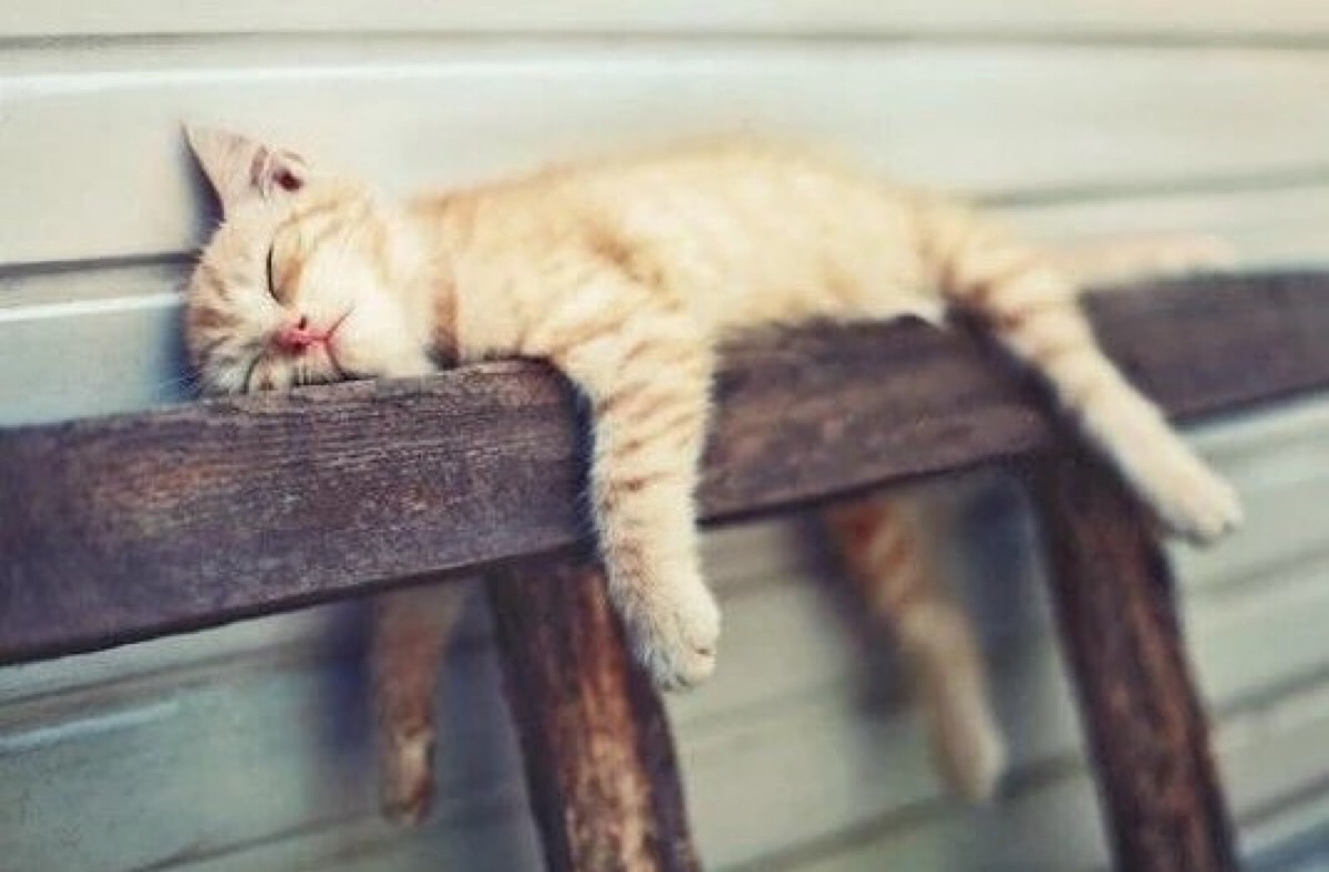 猫巫占卜|猫巫先生十二星座周运2021年8.30-9.5：期待过高，容易落空