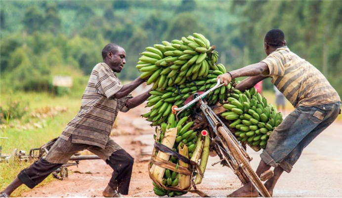 少明科学|非洲人:中国能快速腾飞不是没有原因的,万年荒地也能种出作物来