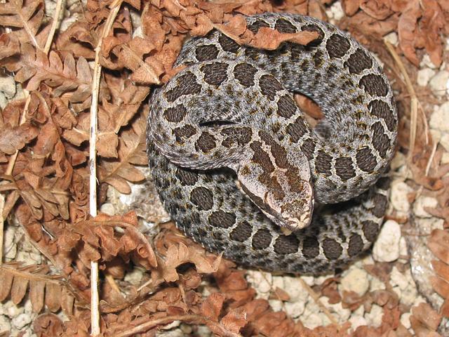 毒蛇|小不点短尾蝮，体型虽小，却是我国伤人最多的毒蛇！