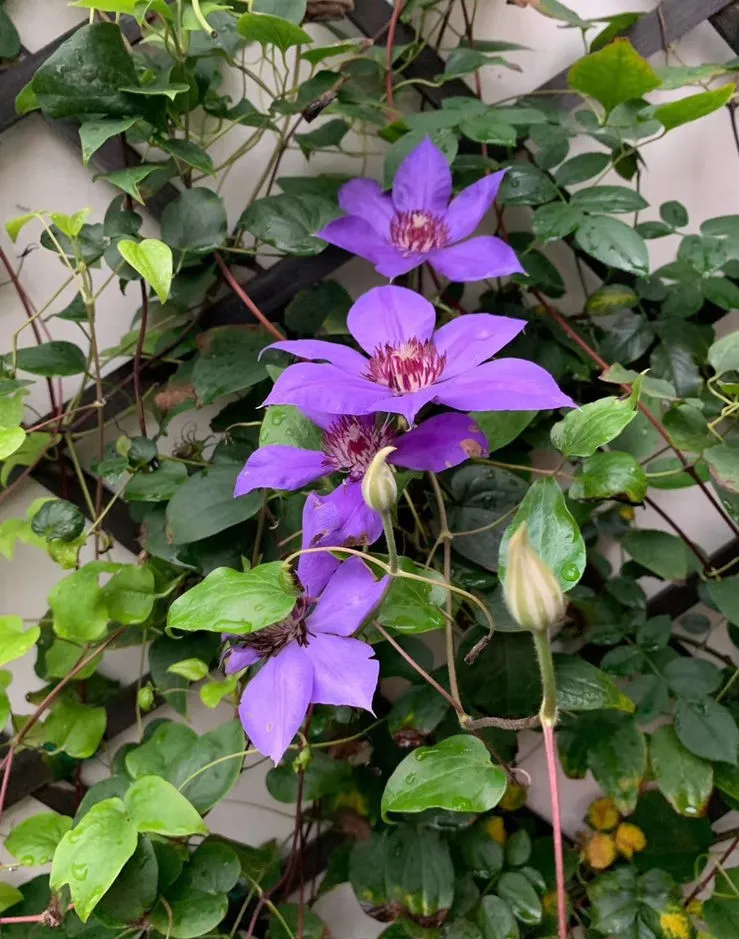 荒废了四年的10㎡北露台,改造成花园后,成了全家人最爱待的地方