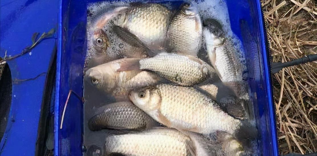 |冬季钓鱼，这个地方都是鱼窝，在鱼窝里还怕钓不到鱼？