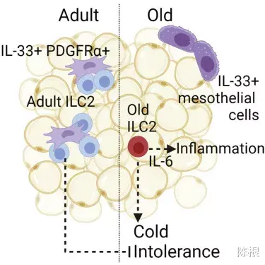 免疫细胞 陈根:年龄越大越怕冷?或与免疫细胞相关
