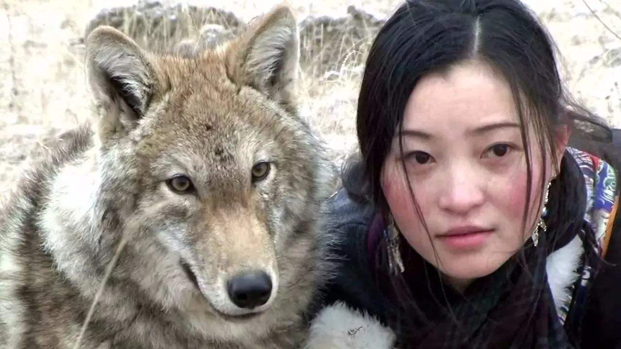 俄罗斯北极熊徒步千里寻找食物,野生狼在“中国妈妈”手中幸福3年