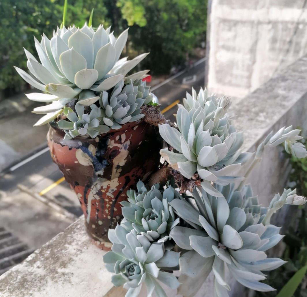 植萌|给薄叶蓝鸟换个深盆养，没想到薄叶蓝鸟变成悬挂的老桩