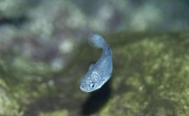 遗骸 干旱炎热无法打败它，它们是鱼却生活在沙漠中，如今危机重重