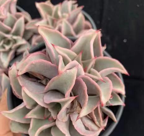 说说家装那点事儿|一盆饺子皮80块？这品相，这大小，典型骗新手，买多肉瞪大眼睛