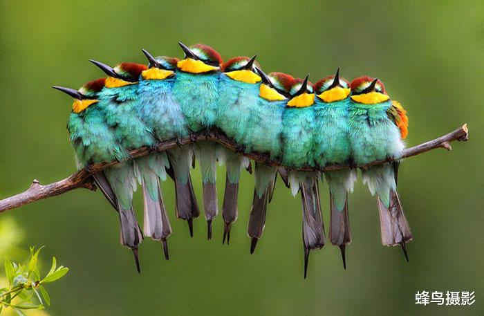 科学家 20张第一眼会看错的照片,食蚁兽看几遍都是大熊猫,眼睛怎么了