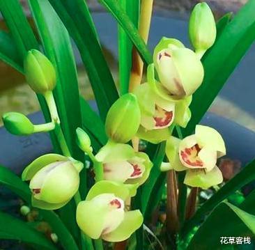 花草客栈 兰花瓣型详细解说，快来看看您养的兰花是什么瓣型（一）