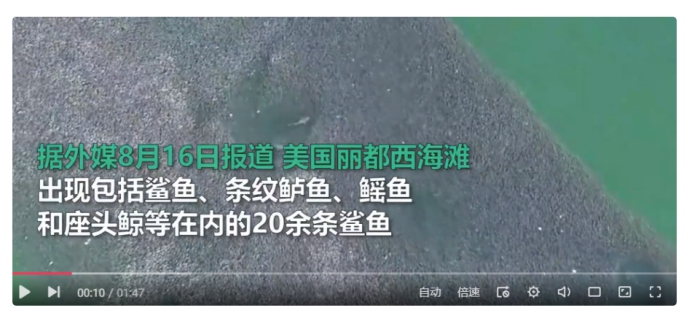 鲨鱼 美国海滩惊现20多条鲨鱼，疯狂吃周围的鲱鱼群，生物圈已经乱了？
