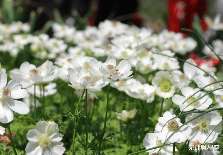 无计聊星座|明年，4个星座，孝顺懂事，奋斗前行，努力让父母过上好日子
