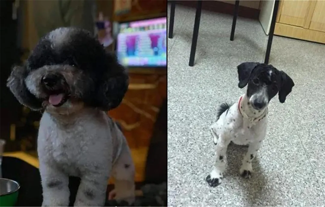 |那些年美容失败的狗狗，丑到不敢认！像极了剪发前和剪发后的你？