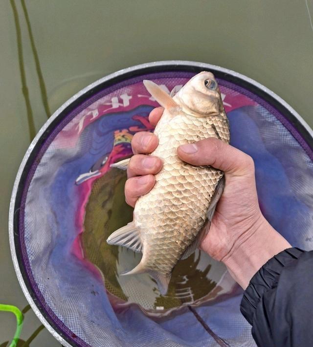 九烈or泥莉 河南钓友大河钓起罕见巨鲫，重1斤半，已到生长极限？