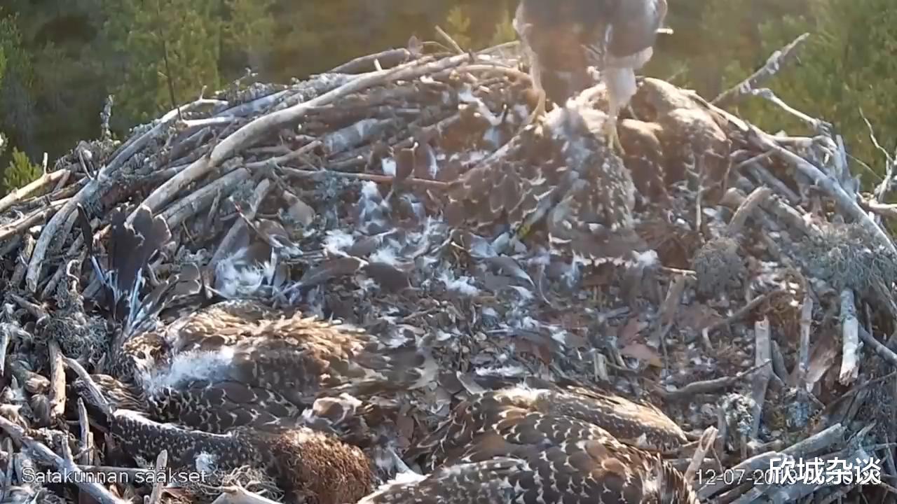 鱼鹰 黑鹤杀死自己的孩子，苍鹰袭击了三只鱼鹰幼崽，动物的自然法则里的优胜劣汰实在残忍