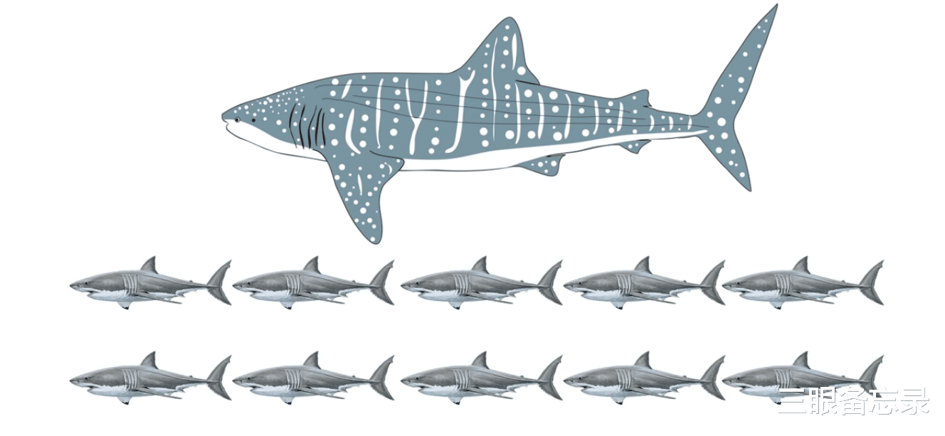 它是海洋干饭王,把星空图印在背上,竟然能用NASA的软件识别