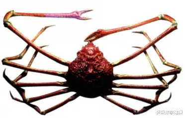 蜘蛛 世界最大杀人蟹！长达4米，60人因此丧命，还敢吃下鲨鱼......