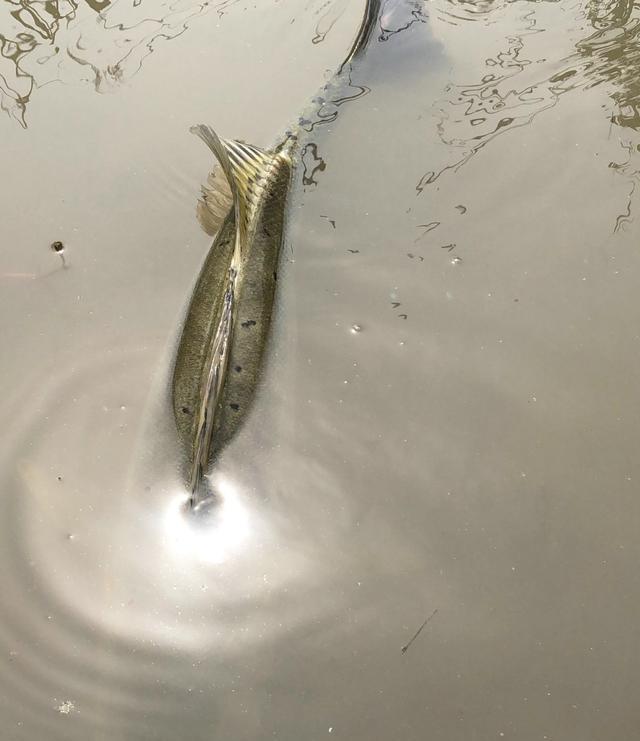 |浙江钓友小河里钓获少见的大鲈鱼，因是繁殖期，随后放生