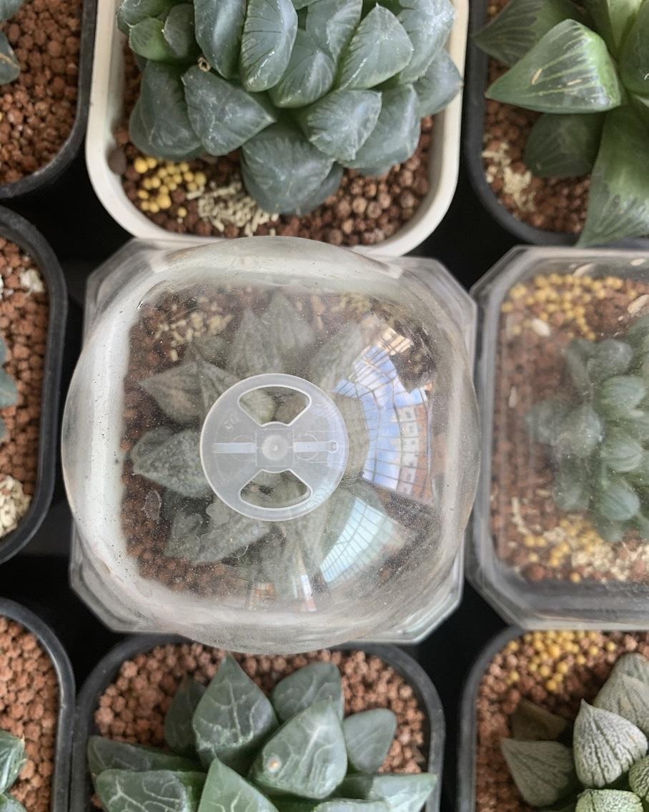 说说家装那点事儿|多肉闷养？可以行吗？不建议尝试，愚蠢的做法，容易把多肉闷死