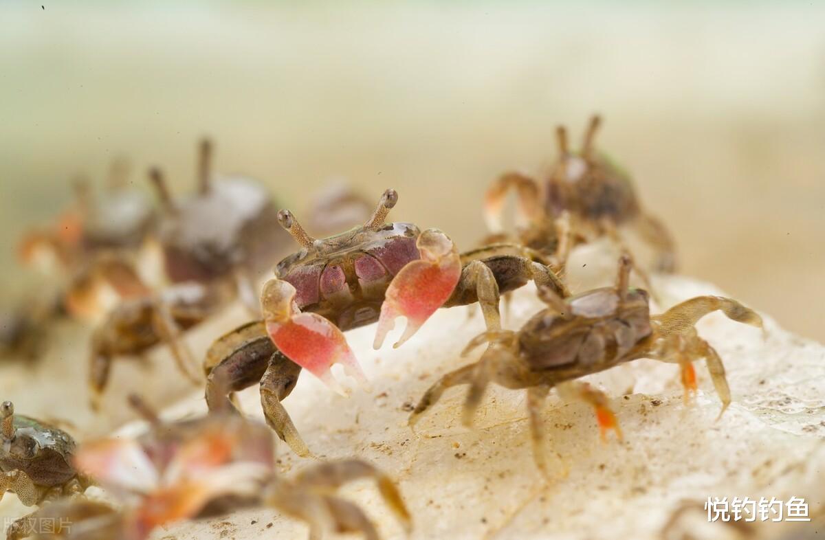 |我对钓鱼最初的记忆，就是童年在田间钓蟛蜞了