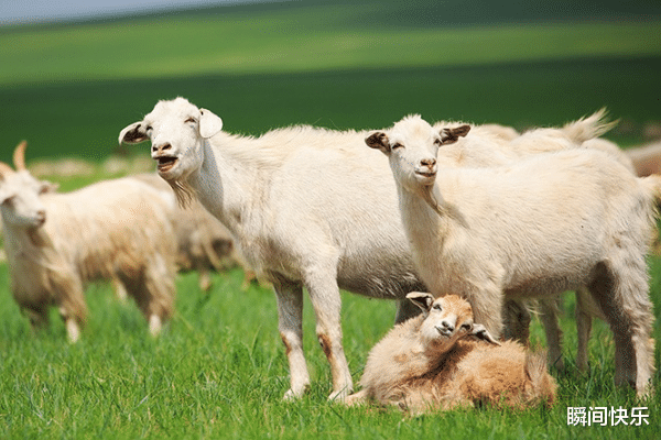生肖|大金羊，8月不再被束缚，职场遇贵人，咸鱼能翻身，工作再创新高