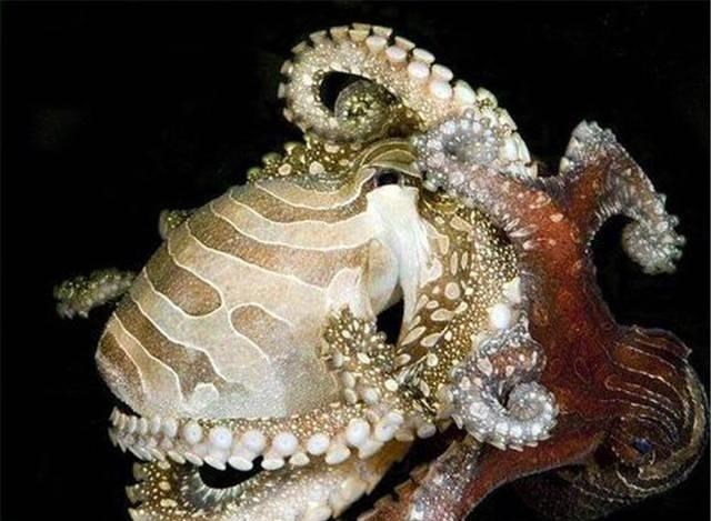 章鱼 章鱼智商到底有多高，为何有人科学家认为它不是地球生物？