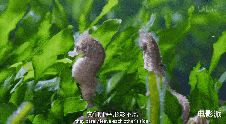 无码交配,这尺度不付费真能看?