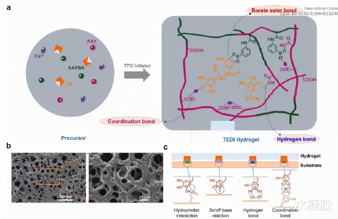 香港城市大学张超/王钻开:超拉伸、高粘性和自修复水凝胶