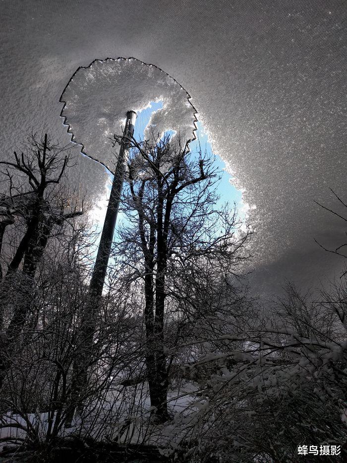 抹香鲸 20张罕见的照片，抹香鲸上颚居然没有牙，图5是全身透明的青蛙