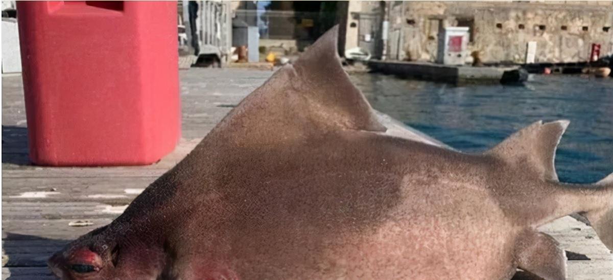 鲨鱼 外观如“猪+鲨鱼”混种！意大利海军捞到“海怪”尸体