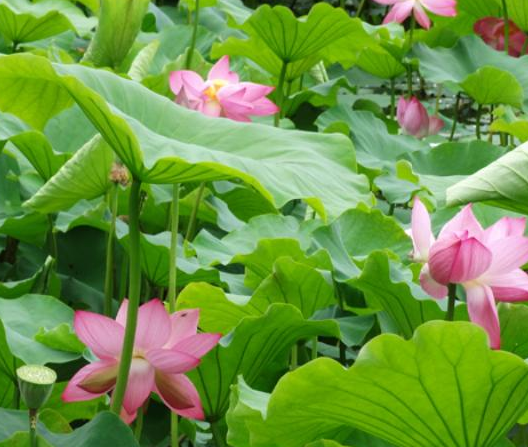 星临天下|步入8月中旬，桃花满天飞，4属相生意火、收入多，生活完美逆转