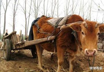 筱筱雨菲|水牛力气比黄牛大，为什么人们反而喜欢养黄牛耕地呢？