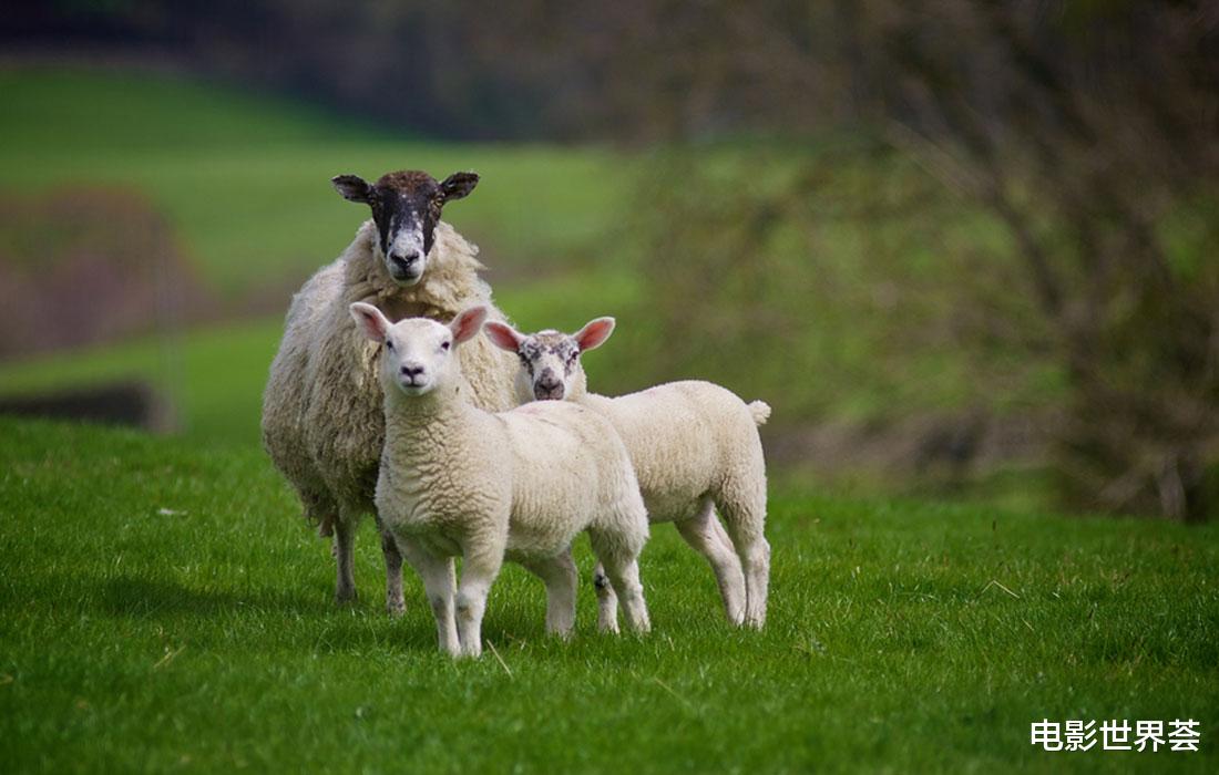 生肖|生肖羊到了中年潇洒不羁，不会给自己设限，余生平安康乐福寿无疆