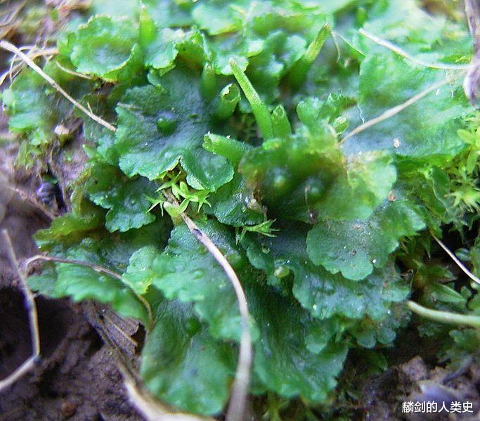 【地球生物全系列——植物篇】植物界—角苔门