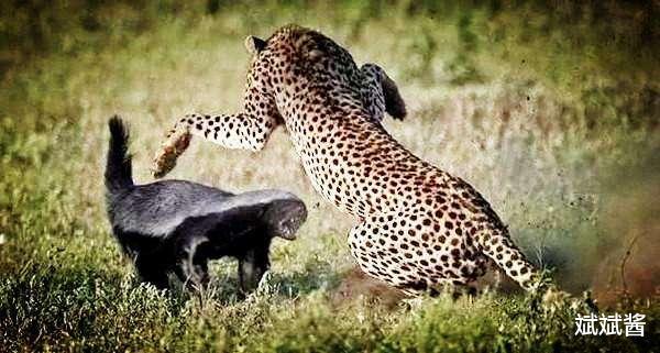 斌斌酱|大连蛇岛是怎样存在的？据说上面有两万条蛇，如果放两只蜜獾上去，能将蛇吃完吗？