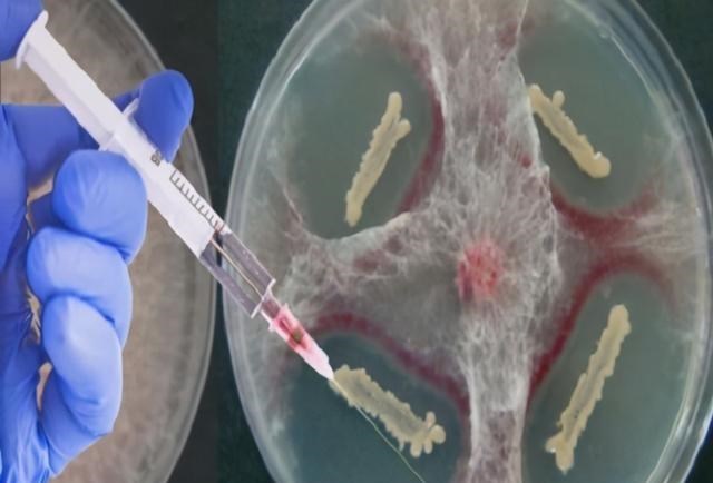 科学家 俄罗斯科学家为永生，注射350万年前的猛犸象细菌，后来怎样了？