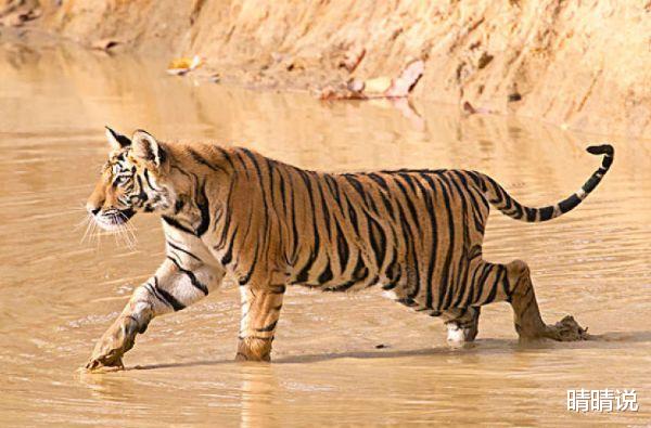 晴晴说|生肖虎，有谋略，做事处变不惊，拥有长期目光！