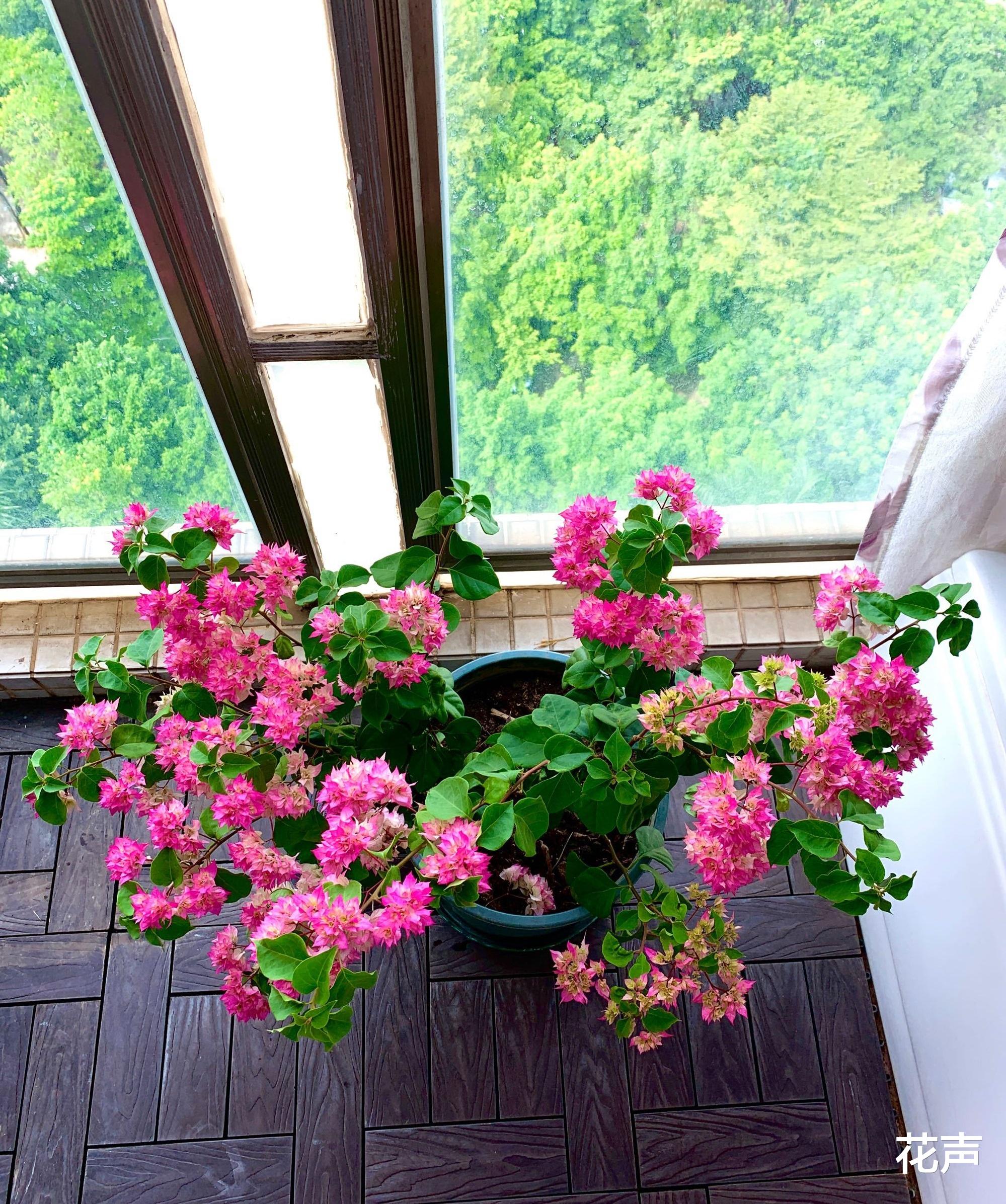 花声|阳台党爱养的重瓣三角梅—怡锦，花团锦簇，花色美艳，三季有花看