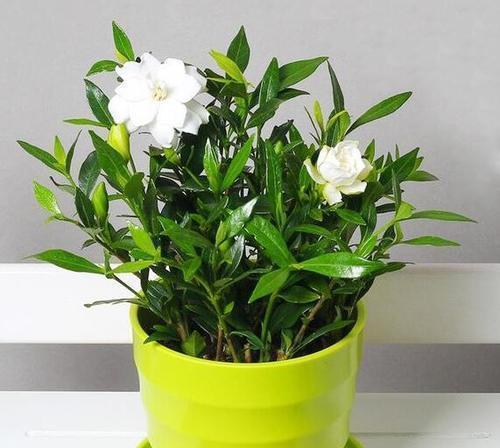 阳台养花匠|人称细菌“克星”的植物，房间再小也要养，清香又洁净