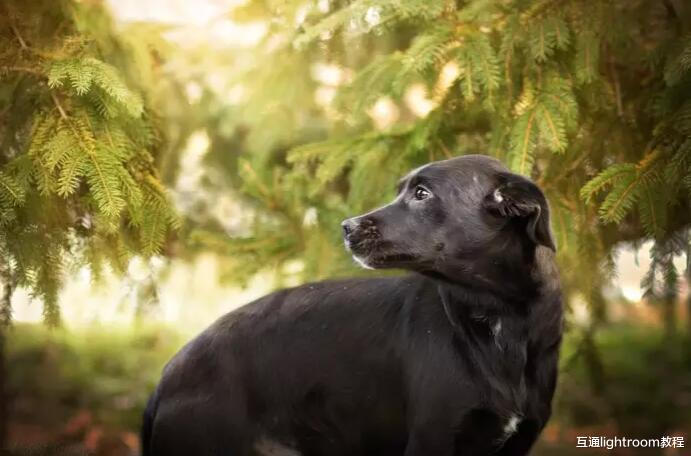 聊聊|聊聊黑色宠物照摄影技巧，这篇内容让你拍好黑色宠物主题照！