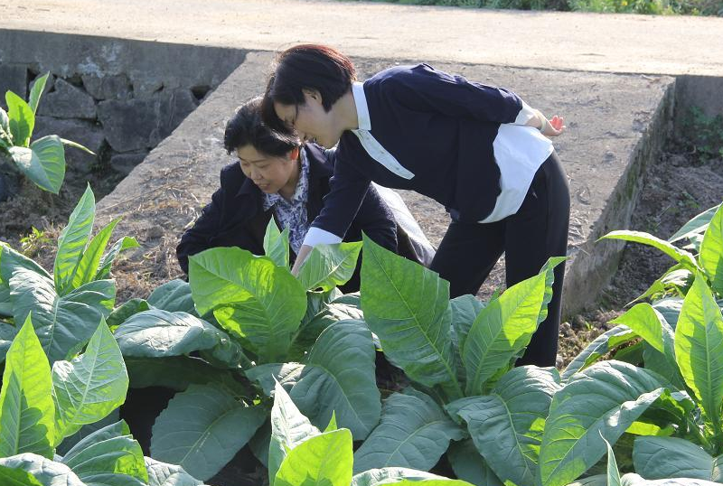 大学生|下月起中国烟草在全国招人，年薪可达6位数，3类人报考更具优势