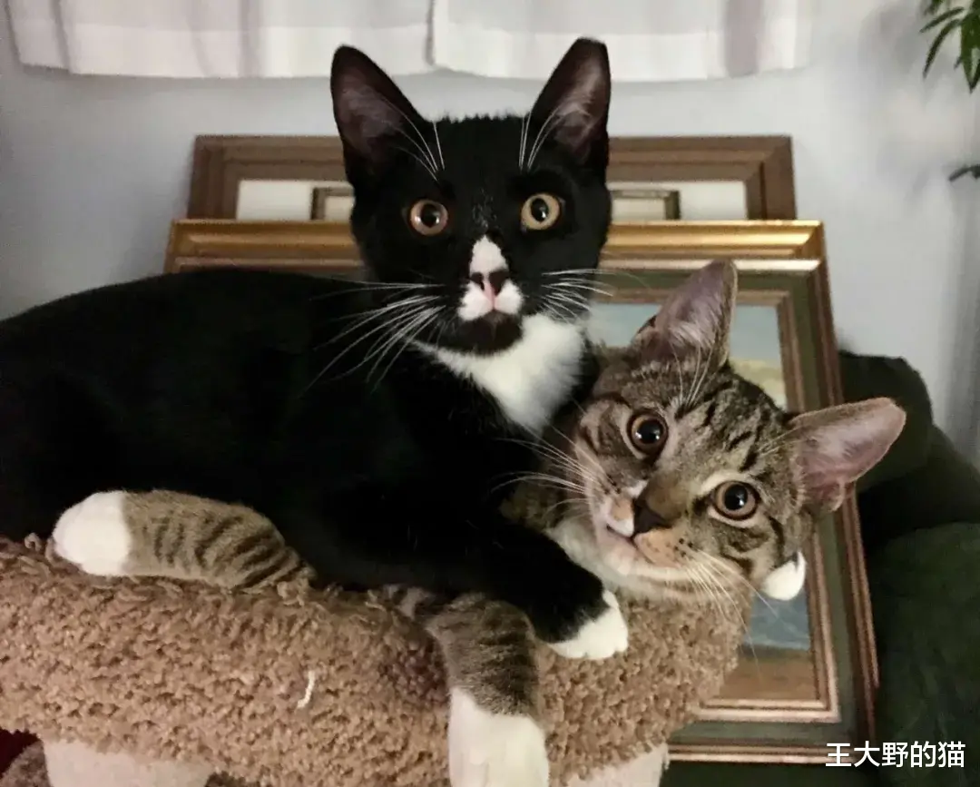  邻居把怀孕的猫赶出家门，因为他们养了狗