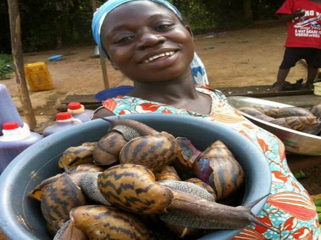  吃蜗牛佩服非洲人，当地蜗牛差点灭绝，多亏专家来帮忙