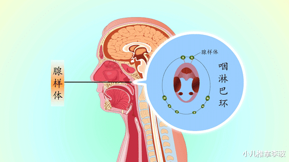 小儿推拿李波|小儿推拿李波：为何孩子割了腺样体却还是流鼻涕、鼻塞、打鼾呢？
