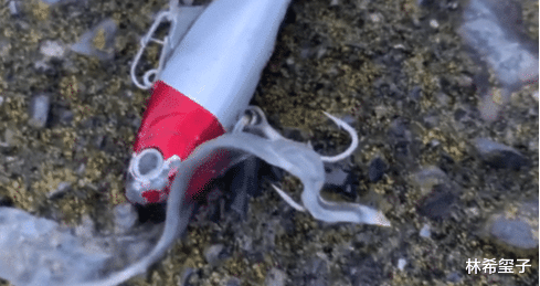 |“钓鱼钓到这玩意，还真没见过，这是啥鱼？”