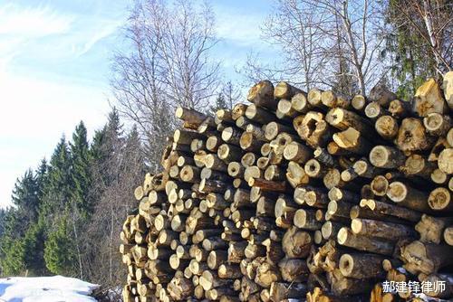 郝建锋律师 律师告诉你，为什么农民卖自家树，却被法院判刑罚款？