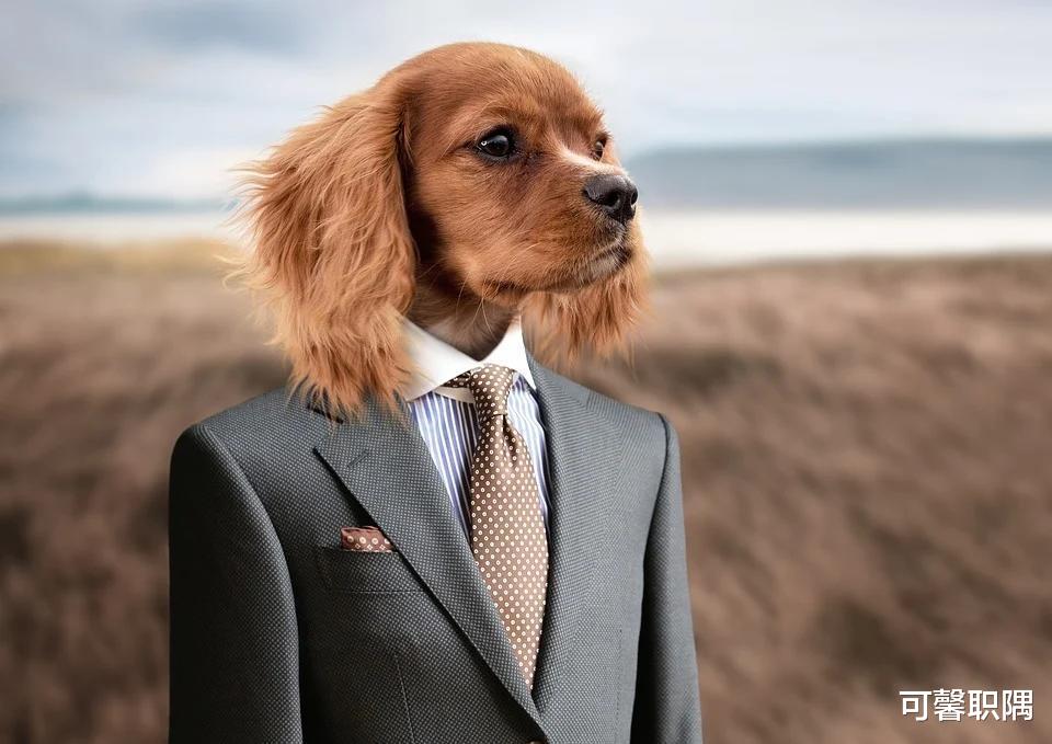 hr|试用期内，公司是否要给员工缴纳五险？职场人应掌握的3个小知识