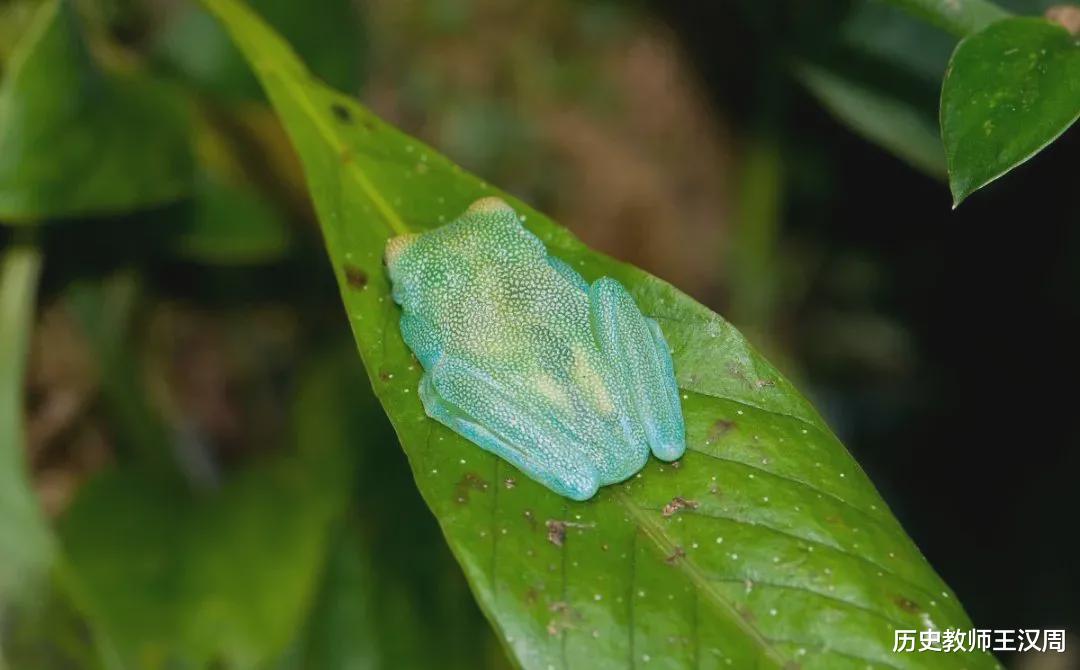 蜘蛛 物种界的泥石流：不是蜘蛛的蜘蛛，不是蚂蚁的蚂蚁