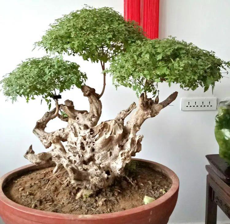 种上阳台|精辟：黄荆盆景造型，需体会“蟠扎骨架，修剪成型”！