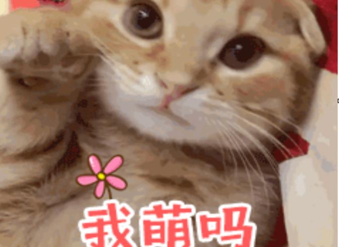 桉月|表情包:猫咪搞笑可爱gif表情包